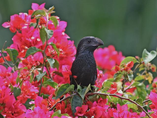 055 Pura Vida Garden, Costa Rica, groefsnavelani.JPG